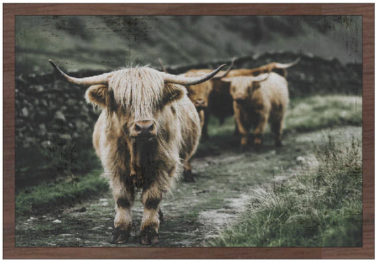 Highland Cow Trail Walk