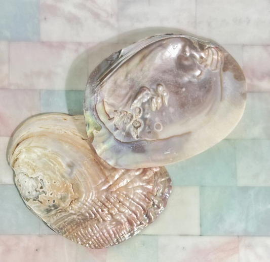 Pearl Shell Dish | Sage Smudge Bowl