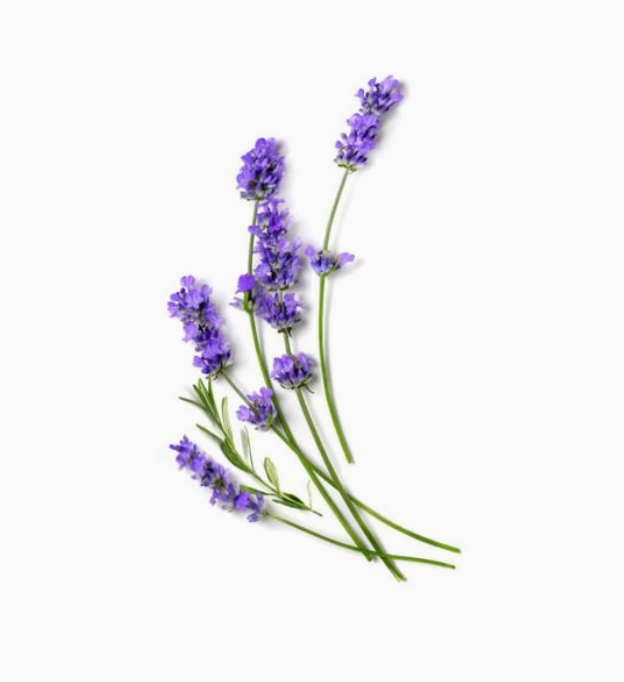 Hand Sanitizer - Lavender X Eucalyptus